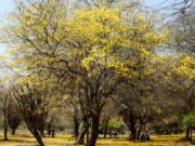 Ruta del Tranvía de Maracaibo visitó floración de los curarires