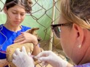 Ministerio de Salud y Gobernación del Zulia impulsan Plan de Vacunación Canina
