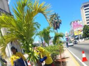 Instituto Municipal del Ambiente despliega operativo de siembra y poda en Bella Vista