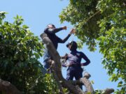 Operativo municipal atiende caída de árboles en cuatro parroquias de San Francisco