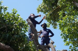 Operativo municipal atiende caída de árboles en cuatro parroquias de San Francisco